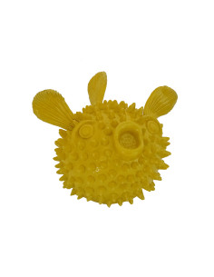 Pesce palla Giallo